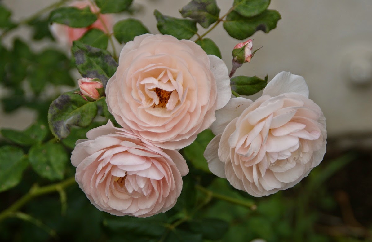 Organic Garden Dreams: July Roses