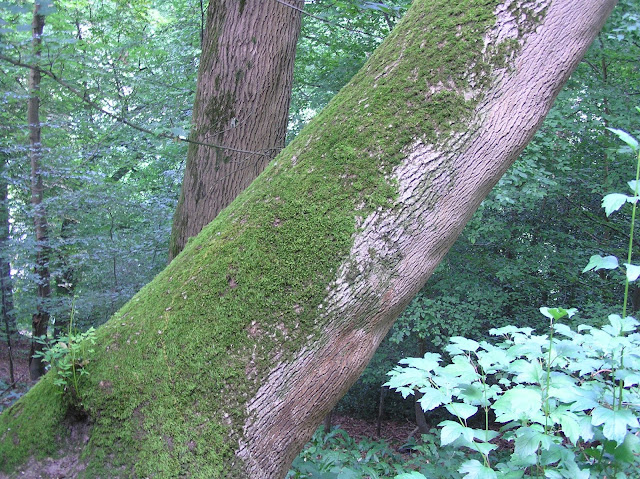 angielski park krajobrazowy