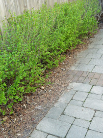 Toronto Roncesvalles spring garden cleanup before by Paul Jung Gardening Services