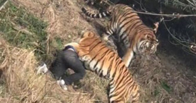 Padah panjat pagar elak bayar tiket zoo, lelaki ini maut diserang harimau