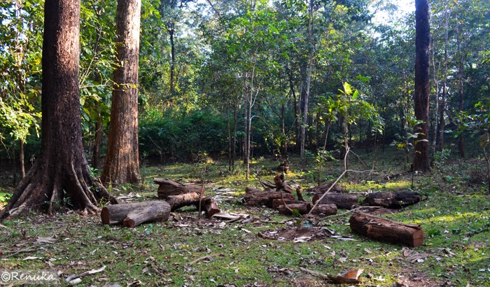 American bison population picture