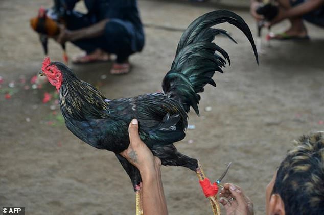 Sabong Guide: Tamang pagpupurga