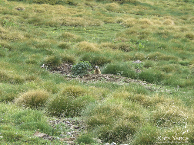 Ruta: Nuria-Gorgues de Carançà-Thues Ruta: Nuria-Gorgues de Carançà-Thues
