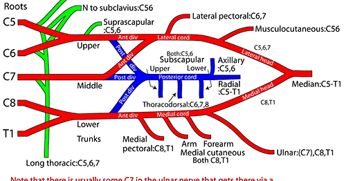 Brachial plexus : anatomy review in two easy diagrams.