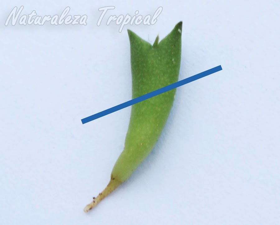 Línea que indica cómo realizar el corte en la plántula (igual en esquejes). Plántula de una especie del género Huernia