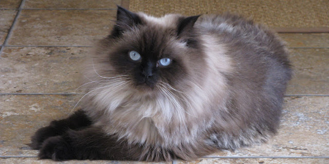 γάτα Ιμαλαϊων himalayan cat