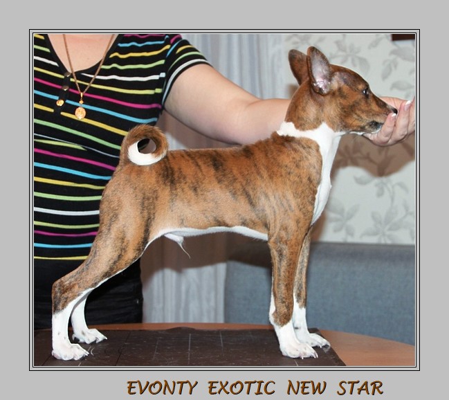 Рост басенджи: каковы нормативы