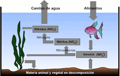 CONCEPTOS BÁSICOS QUE DEBES CONOCER DE UN ACUARIO CONCEPTOS BÁSICOS QUE DEBES CONOCER DE UN ACUARIO