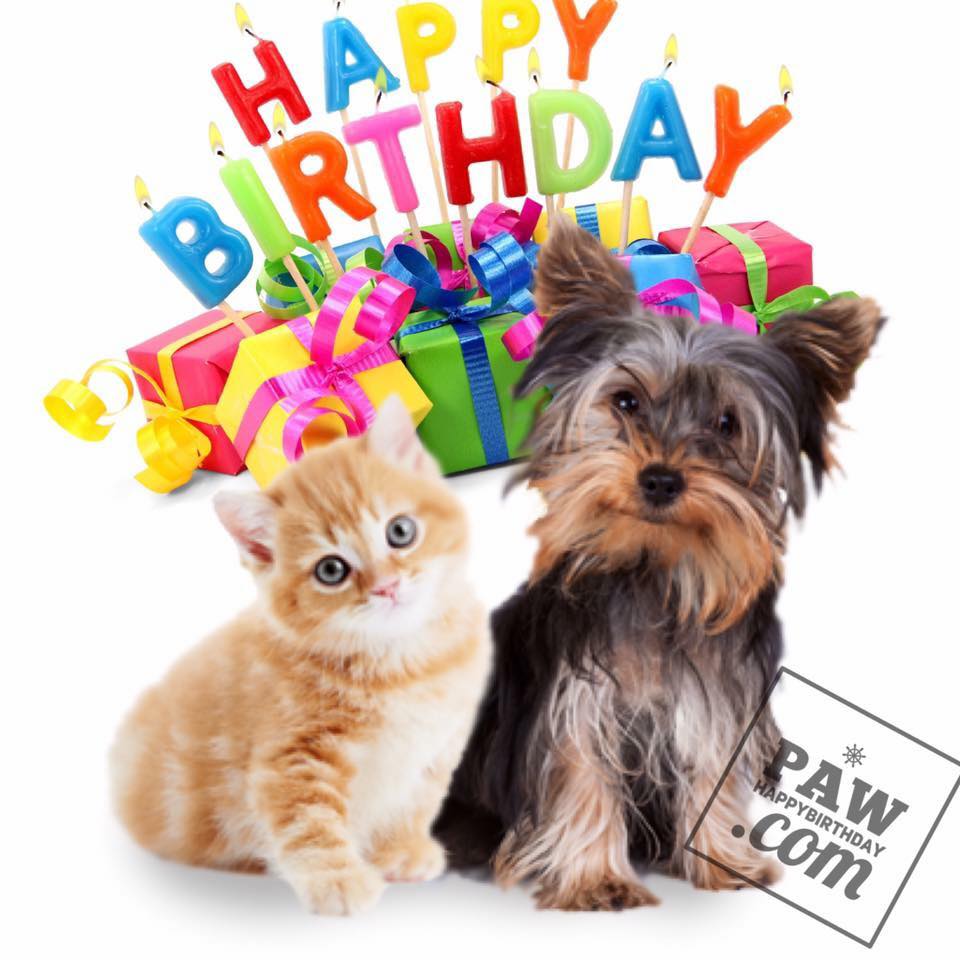 Happy Birthday Cat And Puppy Together