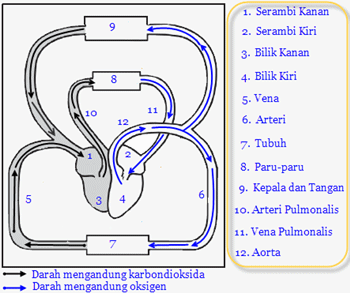 Soal Peredaran darah Manusia Untukmu Siswaku