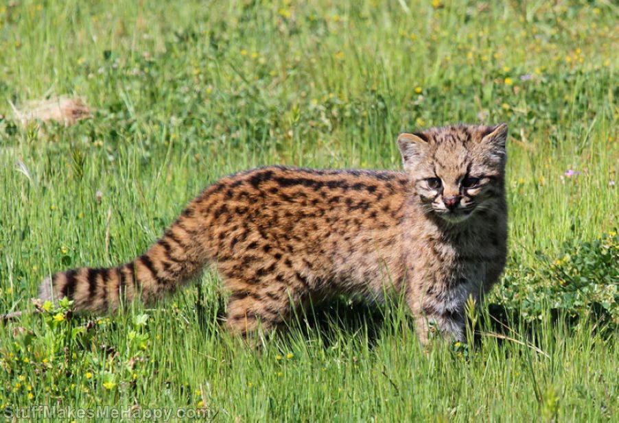 Rare Wild Cats You Never Knew Existed (Pictures)