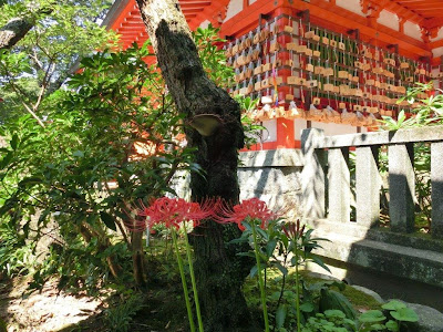 荏柄天神社のヒガンバナ