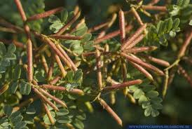 Herbs Treat And Taste Indigo Is A Health Giving Plant History And