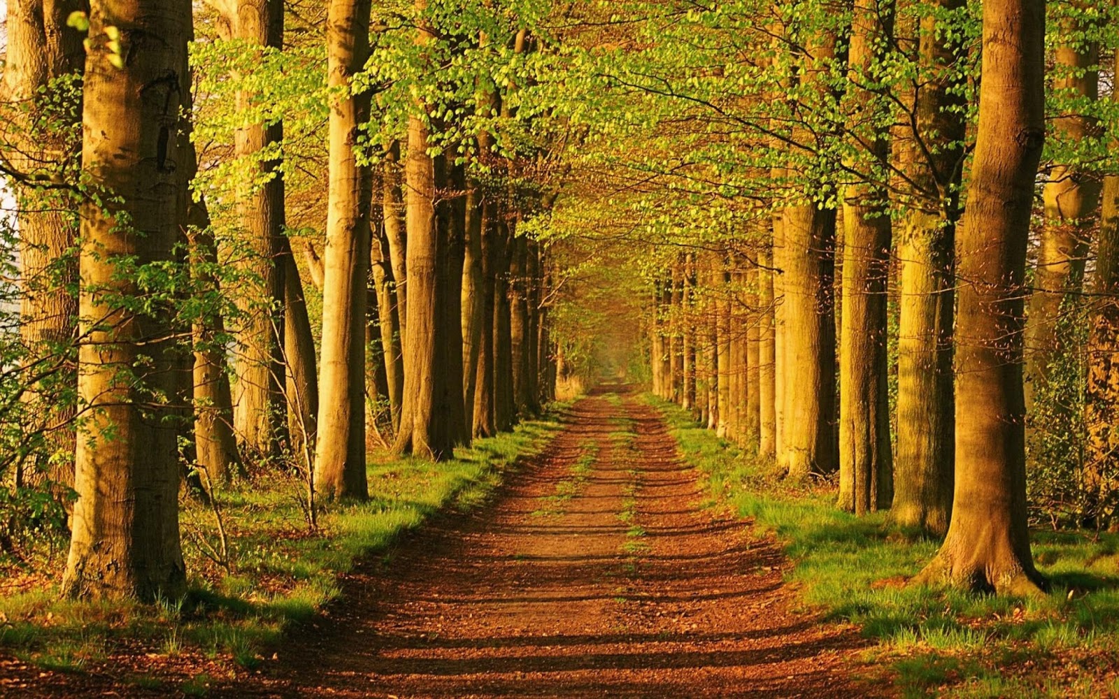 trail background