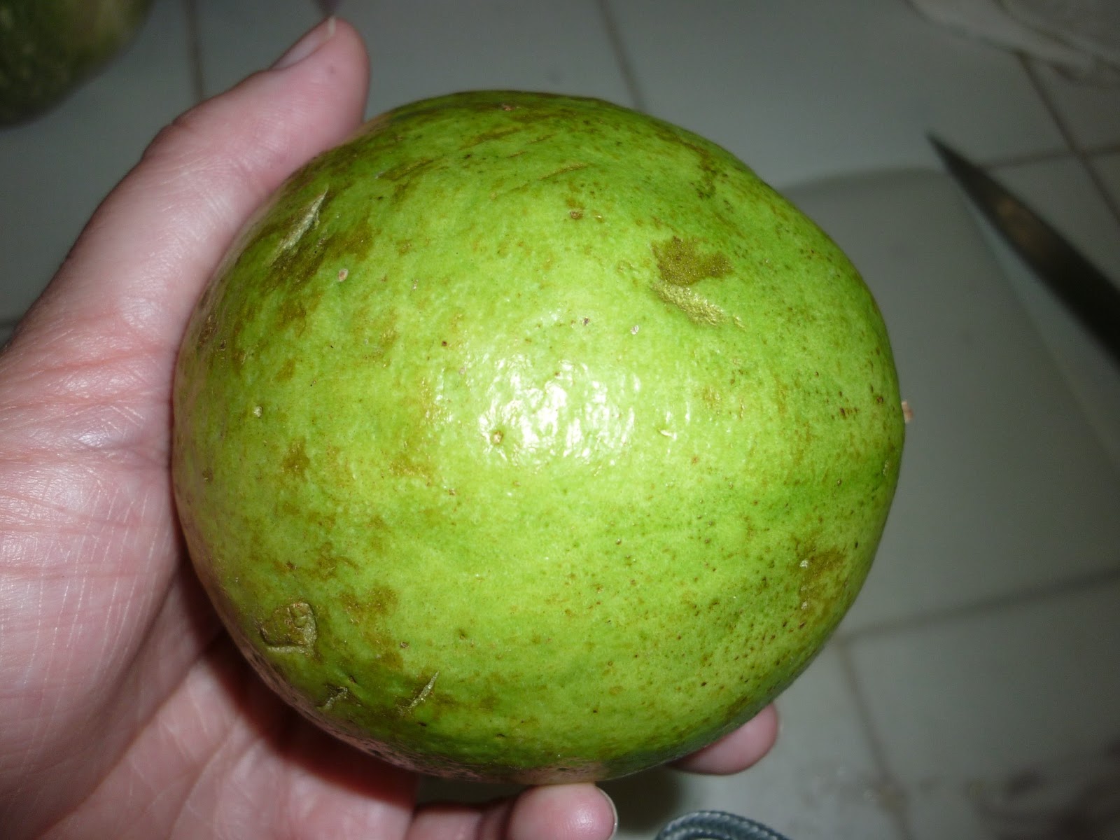 commuNICA Fruits of the day guava and guaba