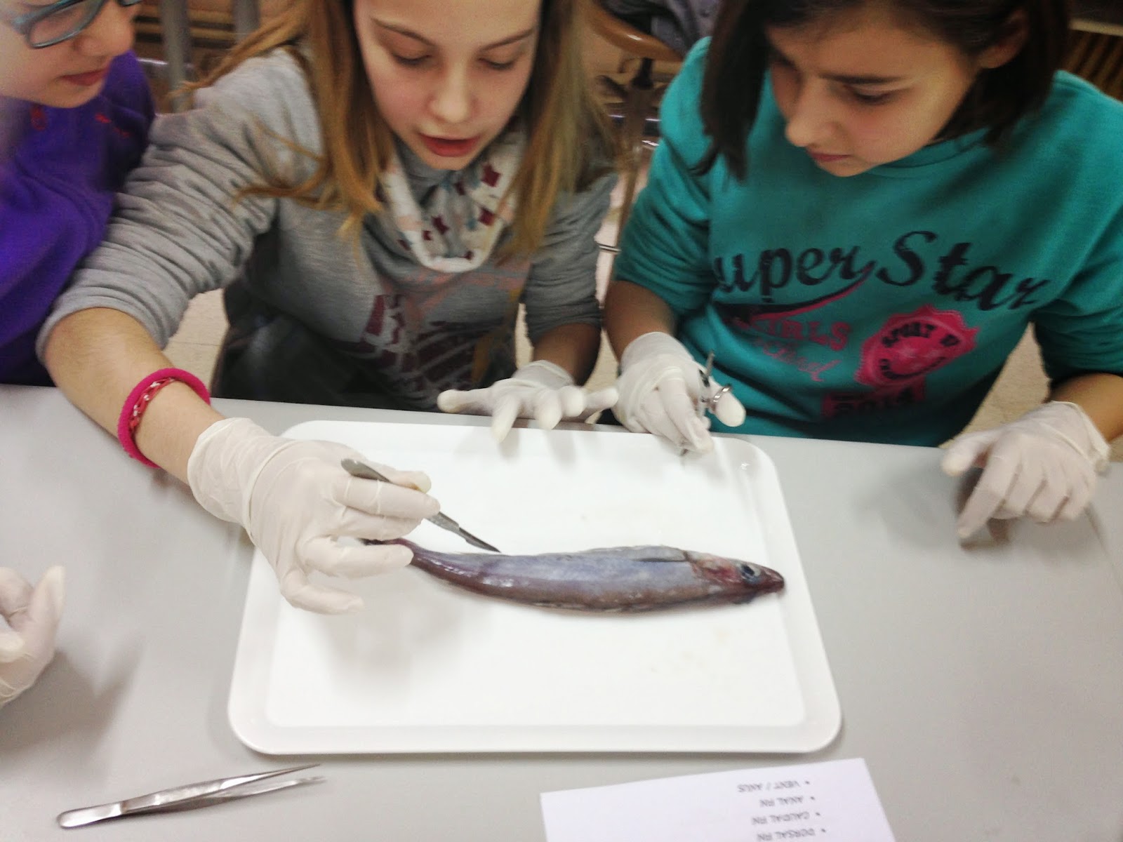 SCIENCE IN THE SCHOOL DISSECTION OF A FISH