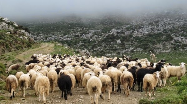 Ήπειρος: Κτηνοτρόφοι έσωσαν τα κοπάδια τους από Αλβανούς ζωοκλέφτες