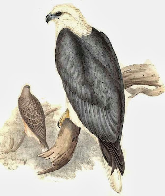 Pigargo vientre blanco Haliaeetus leucogaster