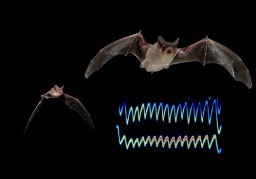 Hungry bats compete for prey by jamming sonar