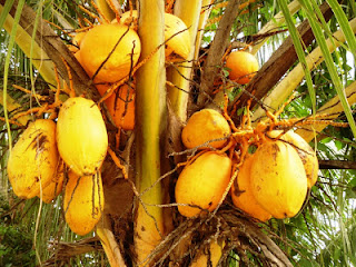 41+ Mitos kelapa gading info