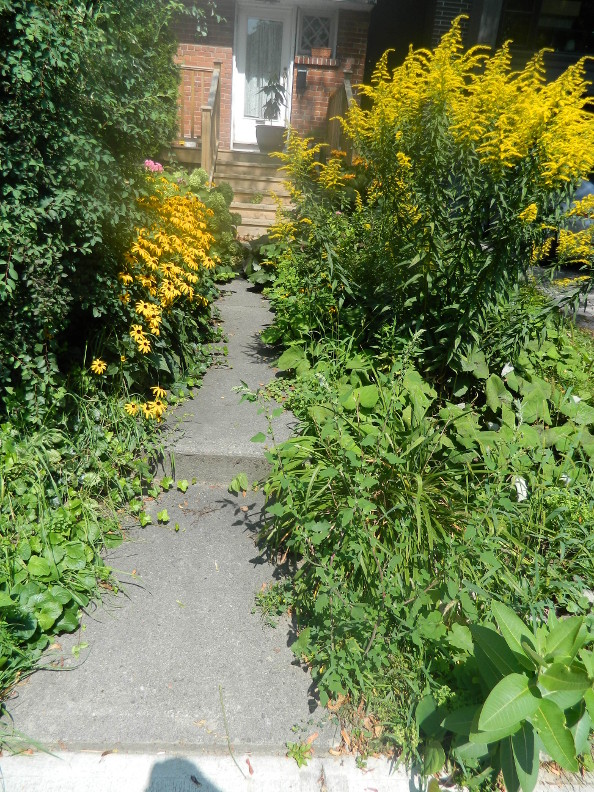 High Altitude Gardening Bridal Wreath Spirea