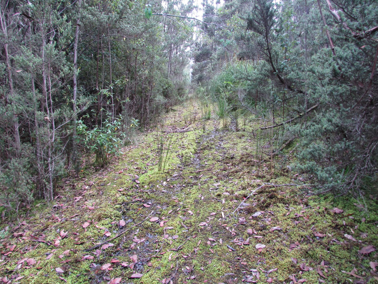 Bakers Creek Trail Hiking South East Tasmania