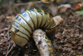 Pill Millipede