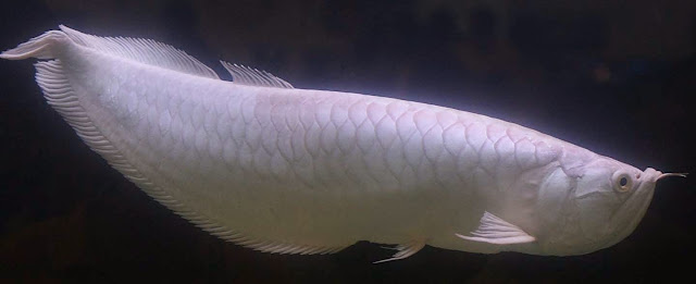 Arwana silver 70-80 ikan hias air tawar