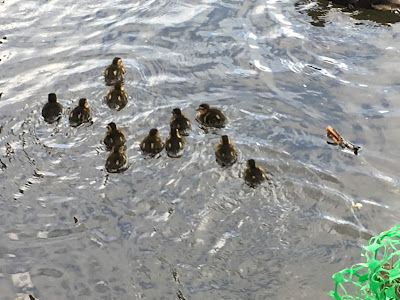 photo of a group of very small brown and yellow ducklings, swimming