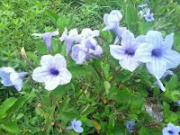 gambar tanaman ruellia tuberosa