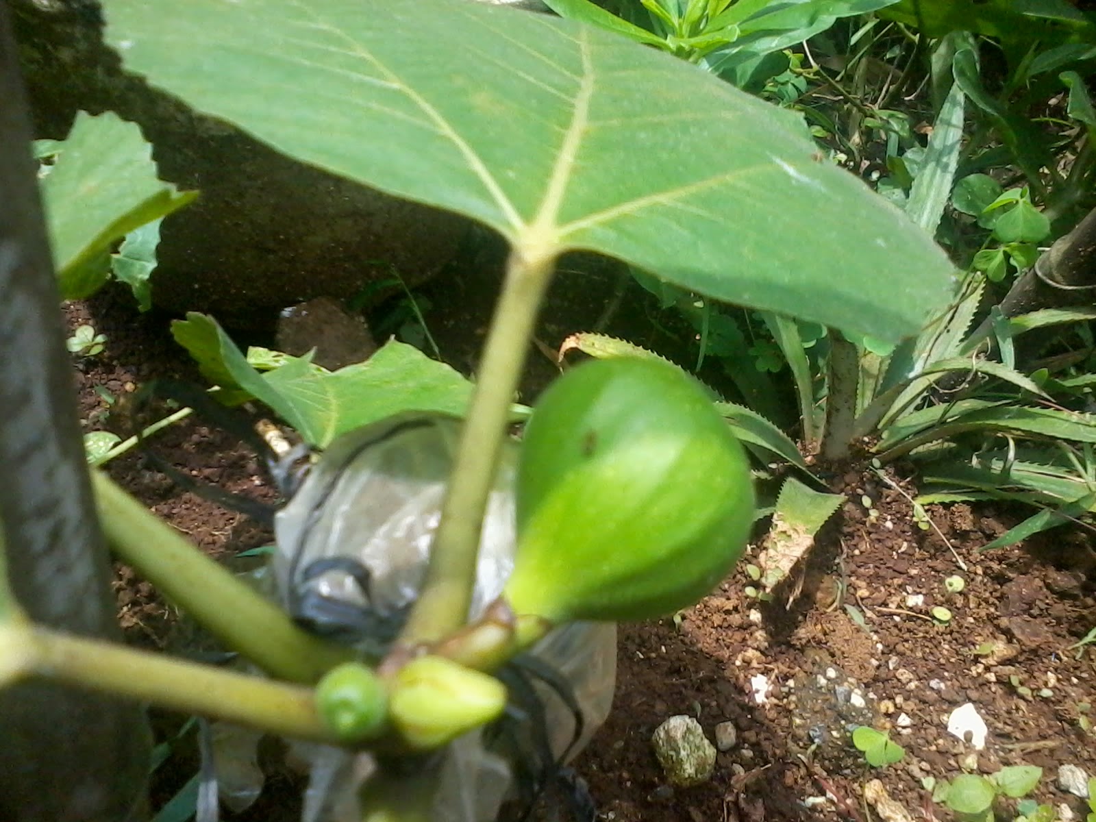 bogor fig garden senangnya berkebun tin bogor fig garden senangnya berkebun tin
