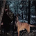 ΓΕΣ: Διεξαγωγή ΤΑΜΣ «ΠΕΡΙΤΑΣ-2018» με Στρατιωτικούς Σκύλους (Βίντεο)