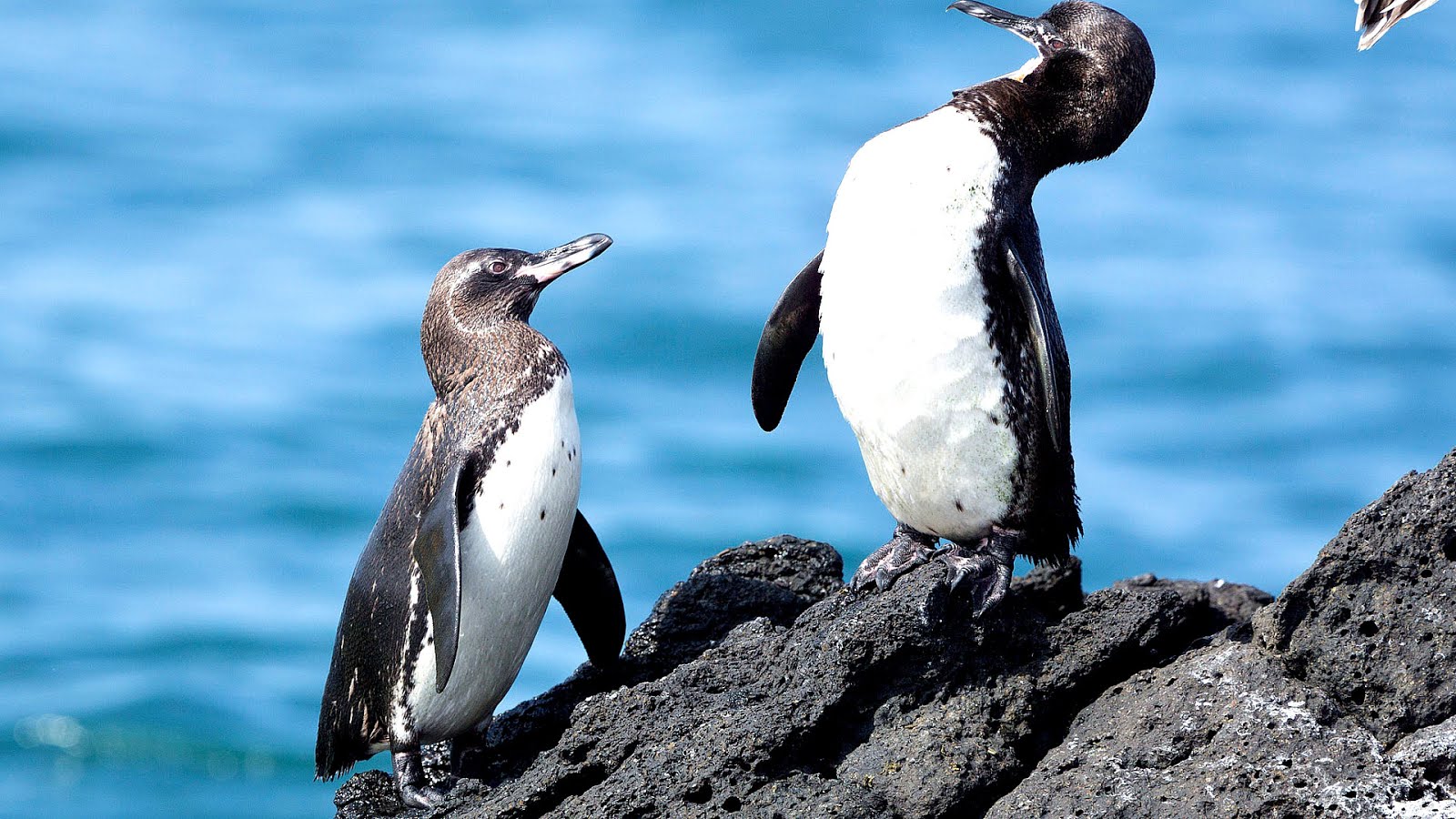 Why Is The Galapagos Penguin Endangered - Danger Choices