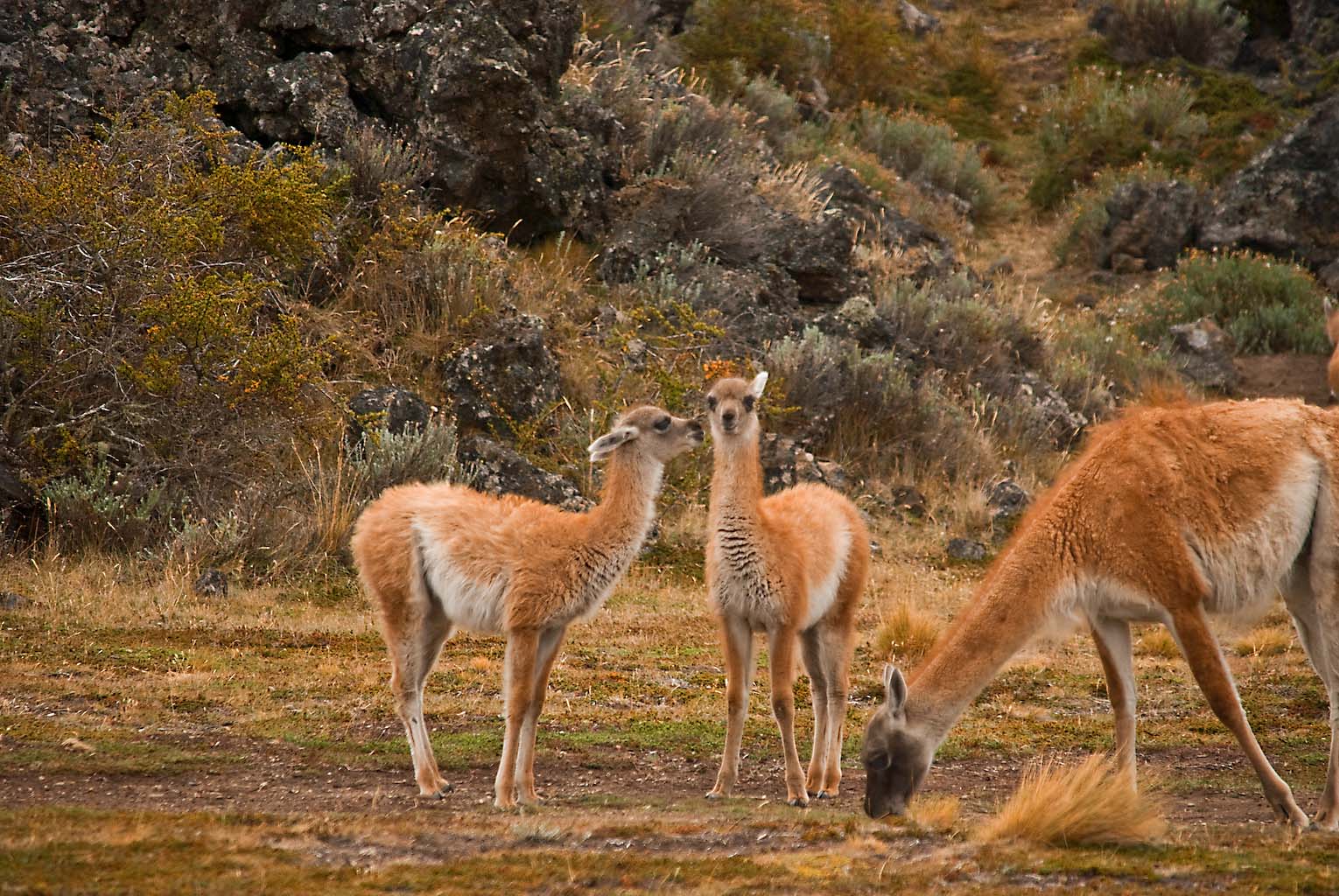 viajes y fotos: mas guanacos!!!
