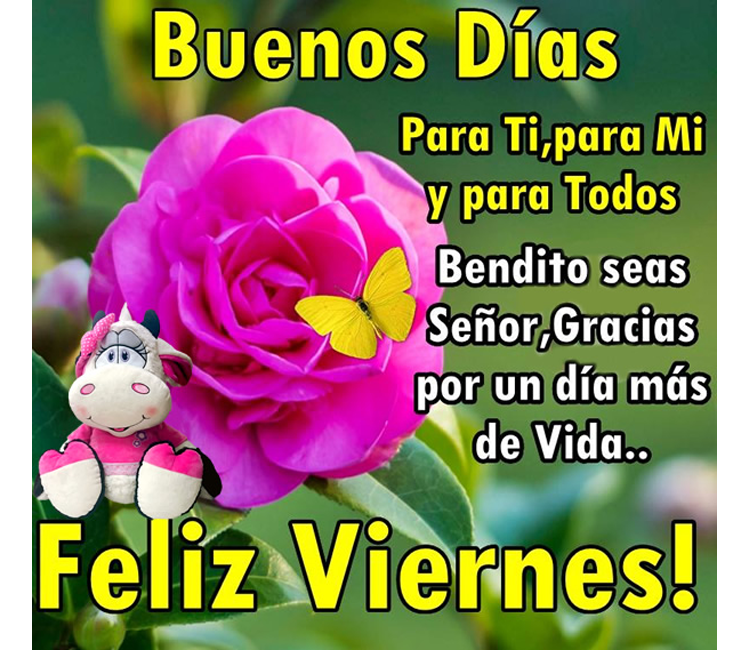 Buenos mensajes optimista mensaje recibir Buenos Dias Feliz Viernes Mi | feliz viernes mam 225 slatinas, imagenes