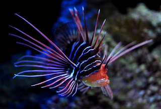 deep sea fish with light