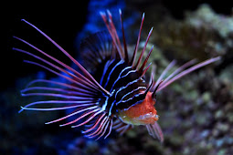 sea fish - PLANET ANIMALS 2012: Deep Sea Fish
