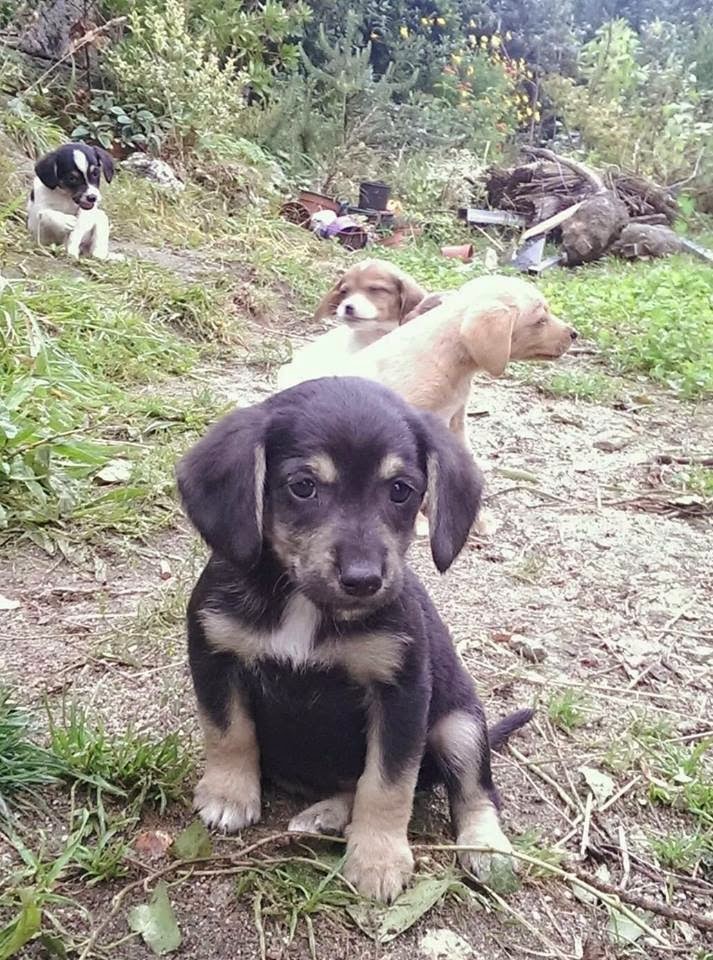 ANIMALES EN ADOPCION EN GALICIA Cachorros