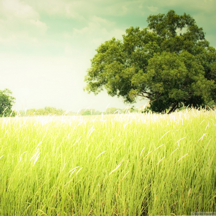 Beautiful Nature Profile Pictures Top Profile Pictures Display Pictures