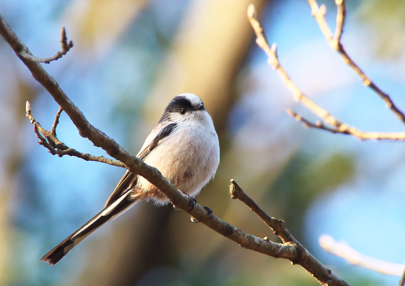フェミニンさが高まるジルスチュアート コレクション