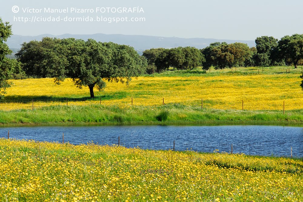 Campos de Extremadura en primavera /