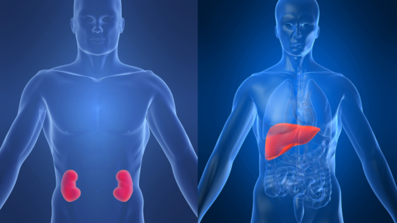 How to keep the liver and kidneys healthy naturally ~ Health care ,Skin