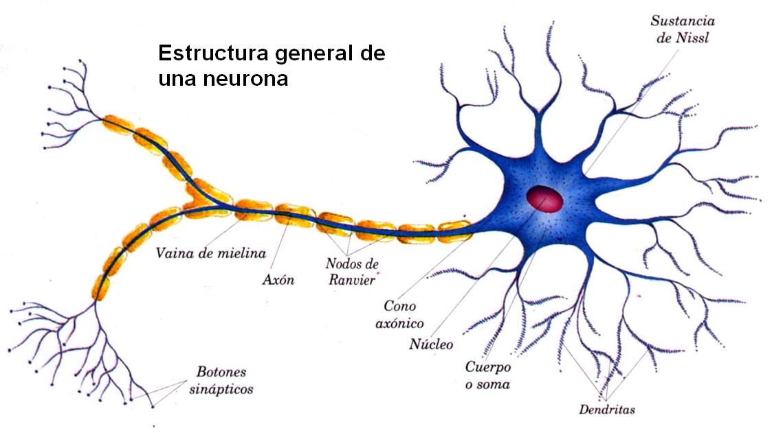 ¿que es una neurona?