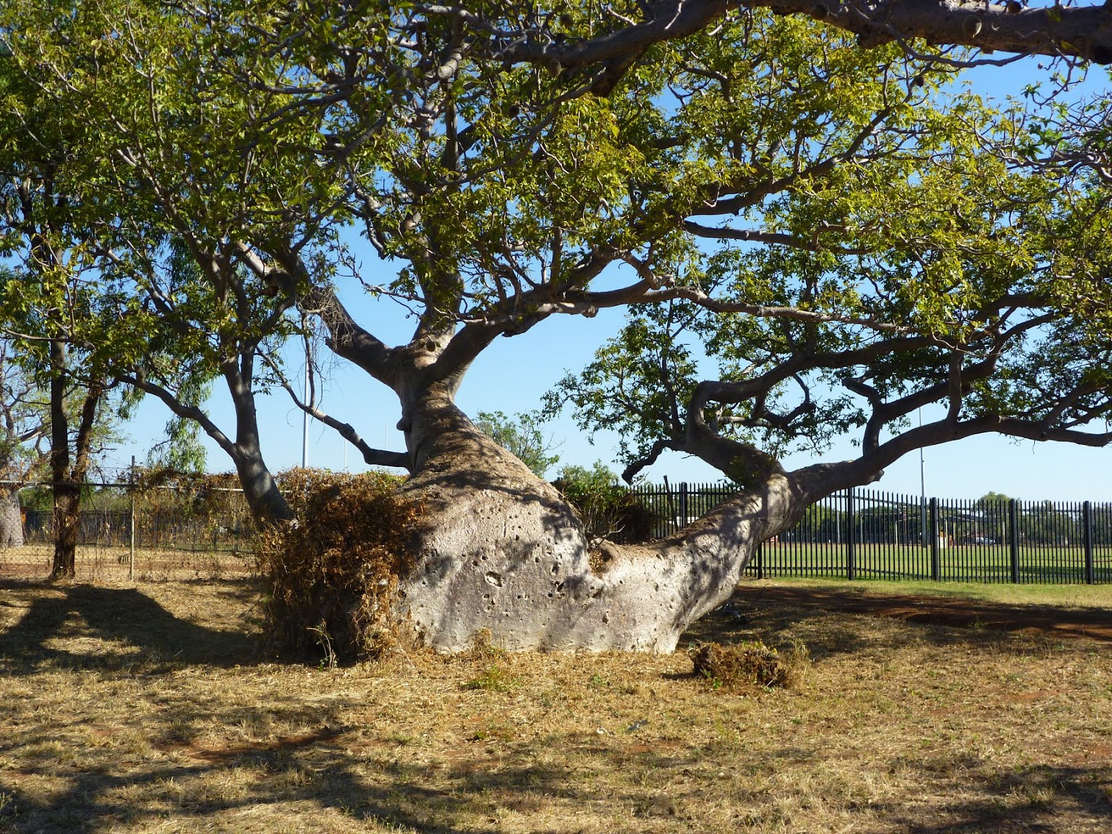 Just Keep on travelling Boab trees in Derby