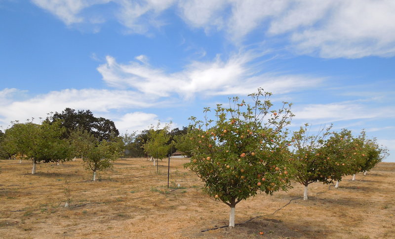 Apple Orchard at Jack Creek Farm, 2014, © B. Radisavljevic