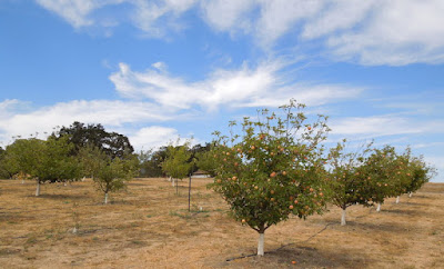 Apple Orchard at Jack Creek Farm, 2014, © B. Radisavljevic Apple Orchard at Jack Creek Farm, 2014, © B. Radisavljevic