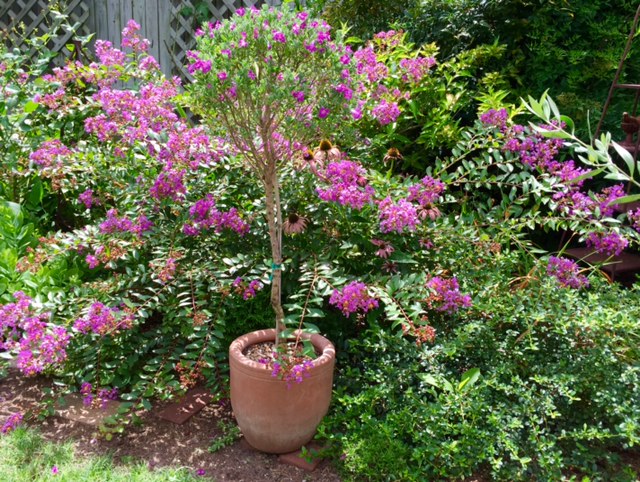 Nice contrast in upright form of the topiary and arching habit of crape myrtles behind.