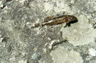 Paiute Sculpin Cottus beldingii