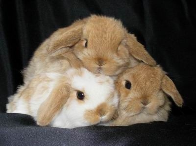 Three nice bunny.