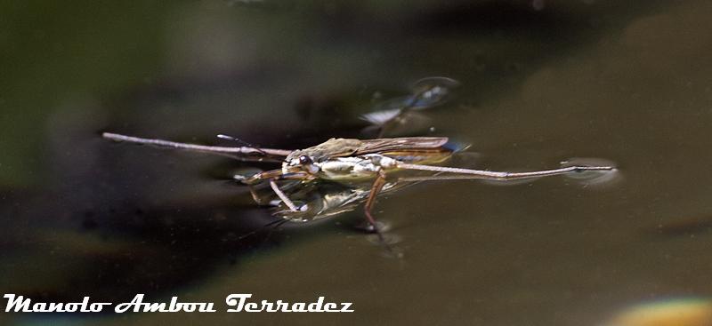 El Gallipato Alcublano: Gerris Lacustris (Zapatero)